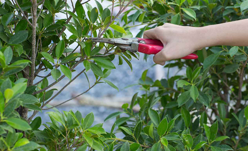 Buskbeskärning & Trädvård